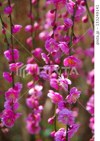 兵庫県南あわじ市　広田梅林ふれあい公園に咲くクラハシダレ 133249141