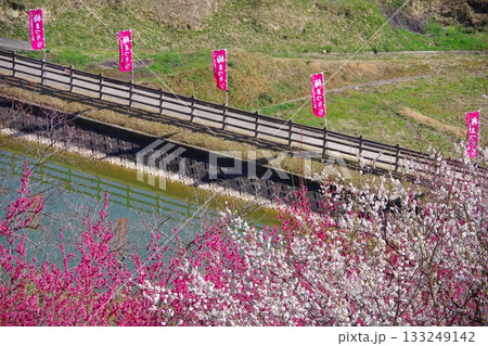 兵庫県南あわじ市 広田梅林ふれあい公園 梅まつり 兵庫県南あわじ市 広田梅林ふれあい公園 梅まつり 133249142