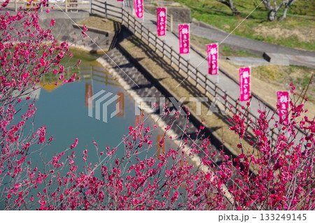 兵庫県南あわじ市　広田梅林ふれあい公園　梅まつり 133249145