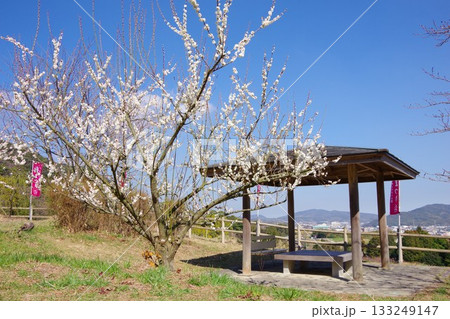 兵庫県南あわじ市　広田梅林ふれあい公園 133249147