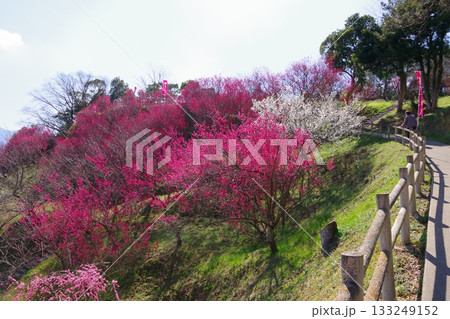 兵庫県南あわじ市　広田梅林ふれあい公園 133249152