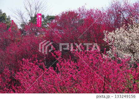 兵庫県南あわじ市　広田梅林ふれあい公園 133249156