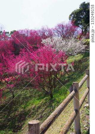 兵庫県南あわじ市　広田梅林ふれあい公園 133249158