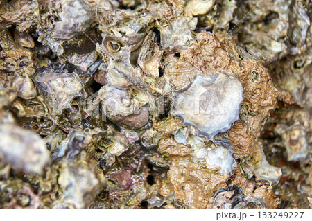 Close-up of rough oyster shells in natural habitat with textured surface 133249227