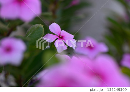 Delicate pink flowers bloom in a vibrant garden during the warm spring sunlight. Generative AI 133249309