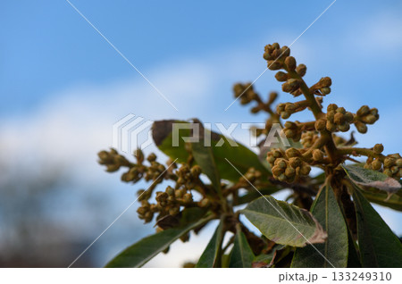 Blossoming tree branches reaching toward a clear blue sky in the calm afternoon light Blossoming tree branches reaching toward a clear blue sky in the calm afternoon light 133249310