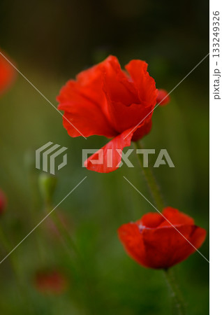 Vibrant red poppies bloom gracefully in a serene meadow during a sunny afternoon, enchanting every passerby with their beauty Vibrant red poppies bloom gracefully in a serene meadow during a sunny afternoon, enchanting every passerby with their beauty 133249326