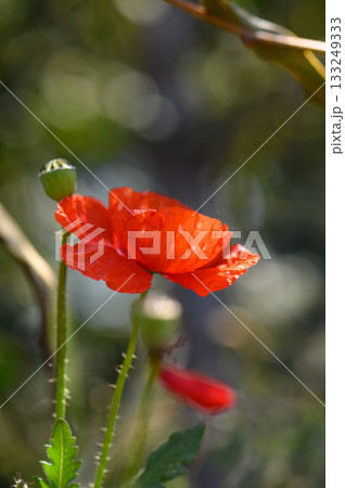 Vibrant red poppy blooms amidst lush greenery on a sunny afternoon in a tranquil garden setting Vibrant red poppy blooms amidst lush greenery on a sunny afternoon in a tranquil garden setting 133249333