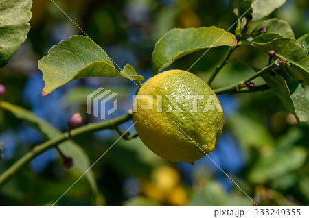 Lemon fruit ripening on a branch against a vibrant green backdrop in the warm afternoon light 133249355
