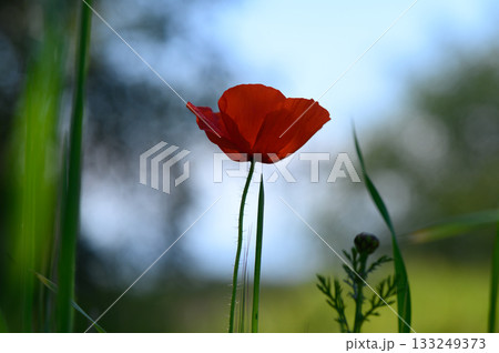 Vibrant red poppy stands tall against a soft blue sky in a tranquil meadow during golden hour 133249373