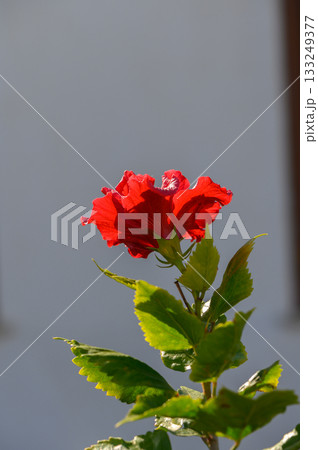 Bright red flower stands tall against a soft background under warm sunlight in the early afternoon 133249377