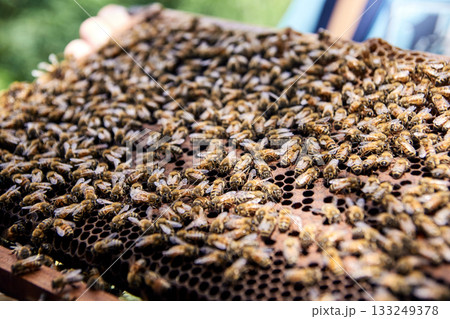Close-up of honey bees swarming on hive frame in sunlit garden setting Close-up of honey bees swarming on hive frame in sunlit garden setting 133249378