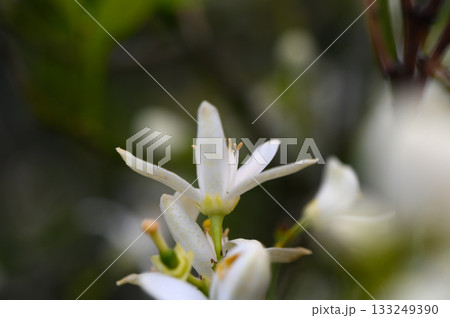 Delicate white flowers bloom in serene garden, capturing the essence of nature beauty during spring 133249390