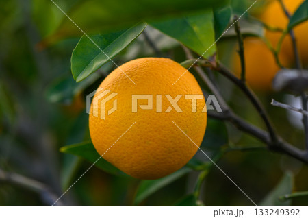 Bright orange fruit hangs on the branch of a lush tree in a tropical garden forever touched by sunlight 133249392