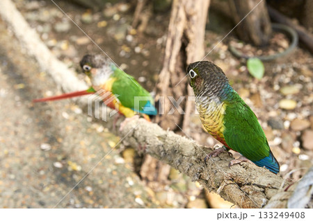 Colorful green cheek conures perched on branch in natural habitat Colorful green cheek conures perched on branch in natural habitat 133249408