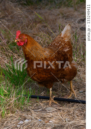Brown hen foraging in grassy field during late afternoon sunlight 133249411
