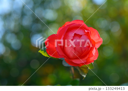 Blooming red rose captures sunlight in a vibrant garden during late afternoon hours Blooming red rose captures sunlight in a vibrant garden during late afternoon hours 133249413