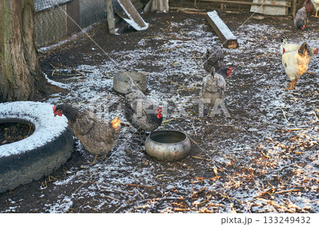 Chickens in frosty farmyard with snow-covered ground in cold winter outdoor 133249432