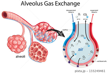 Human Alveolus Gas Exchange Diagram with Capillary Detail Human Alveolus Gas Exchange Diagram with Capillary Detail 133249461