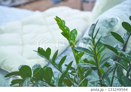 Close-up of vibrant green indoor plant with cushioned background Close-up of vibrant green indoor plant with cushioned background 133249564