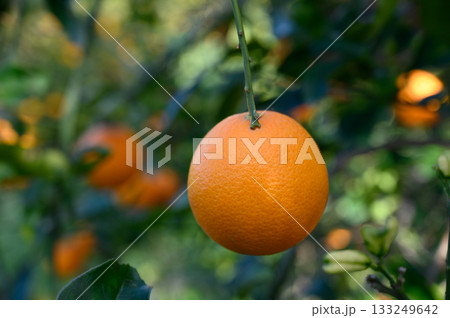 Bright orange fruit hanging on a tree in a lush orchard during a sunny afternoon 133249642
