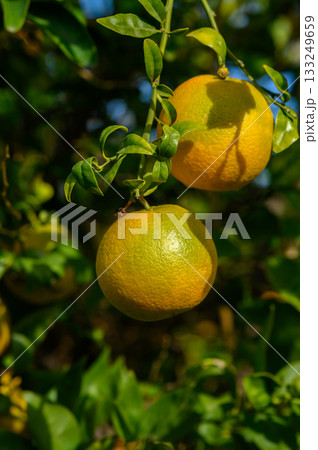Lush citrus tree bearing ripe oranges in a sunlit garden during early autumn 133249659