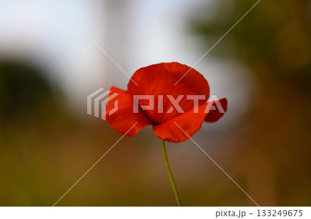 Bright red poppy blooms gracefully in a field during the golden hour, showcasing nature's beauty and vibrant colors under the soft evening light Bright red poppy blooms gracefully in a field during the golden hour, showcasing nature's beauty and vibrant colors under the soft evening light 133249675