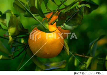 Lush orange tree bursting with vibrant fruit under the warm sun in a serene garden Lush orange tree bursting with vibrant fruit under the warm sun in a serene garden 133249690