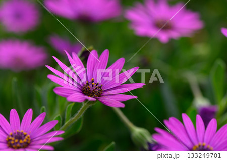 Vibrant purple daisies bloom in a lush garden under the warm sun during early spring 133249701