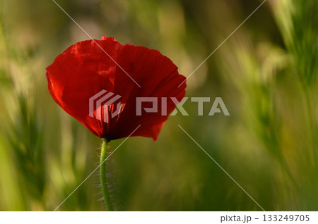 Blooming poppy stands gracefully in a sunlit meadow, embracing nature's artistry and colors during the golden hour 133249705