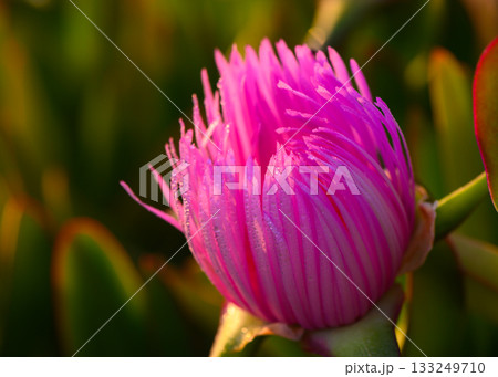 Vibrant pink flower blossoms at sunset, showcasing delicate petals and nature's beauty in exquisite detail 133249710