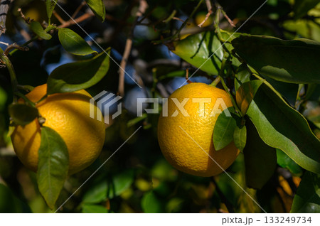 Golden oranges hanging from lush green branches on a sunny day in a vibrant orchard Golden oranges hanging from lush green branches on a sunny day in a vibrant orchard 133249734