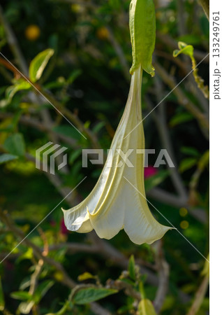 White trumpet flower sways gently in a tranquil garden under soft sunlight 133249761