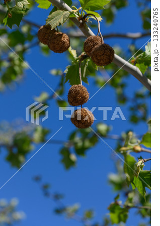Nature showcases unique seed pods hanging from branches against a brilliant blue sky during a sunny day in spring Nature showcases unique seed pods hanging from branches against a brilliant blue sky during a sunny day in spring 133249765