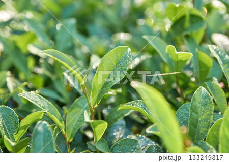 Fresh green tea leaves with morning dew in sunlight at plantation close-up 133249817