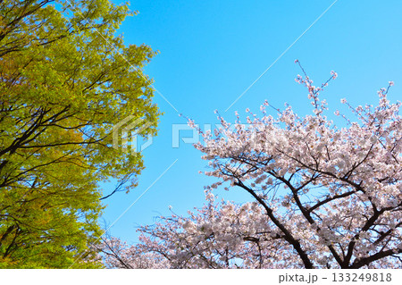 桜　新緑　快晴 133249818