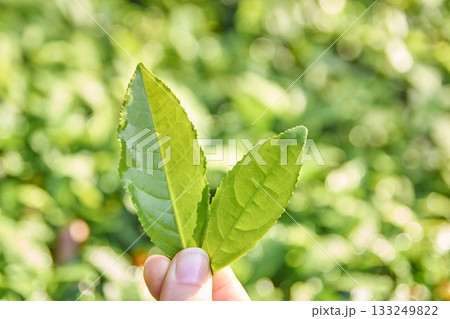 Close-up of fresh green tea leaves held outdoors in abundant sunlight Close-up of fresh green tea leaves held outdoors in abundant sunlight 133249822