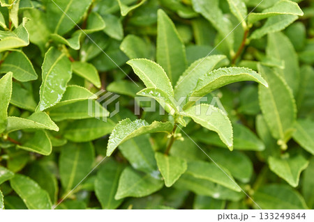 Close-up of fresh green tea leaves with dewdrops in garden setting 133249844