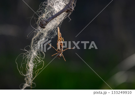 Insect suspended on delicate filament glistening in soft light within a lush green environment 133249910