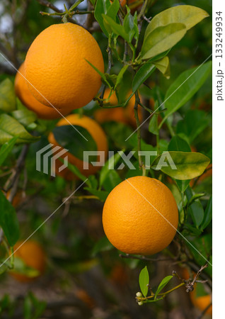 Ripening oranges hang vibrantly on branches against a backdrop of lush green foliage in the afternoon sun 133249934