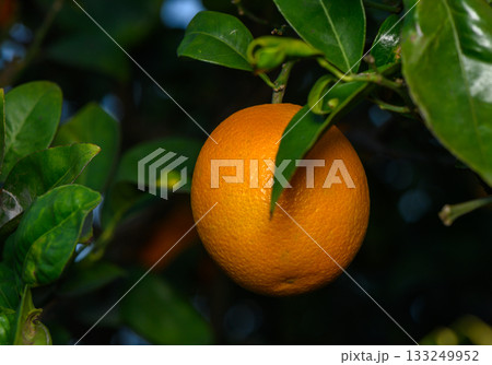 Bright orange fruit hanging from lush green tree branches under soft sunlight in a serene orchard 133249952