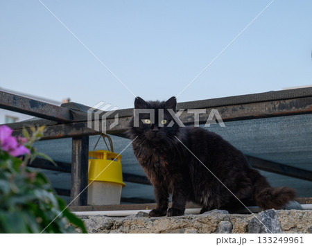 Black cat perches on a sunny ledge, surrounded by vibrant flowers in a tranquil outdoor space 133249961