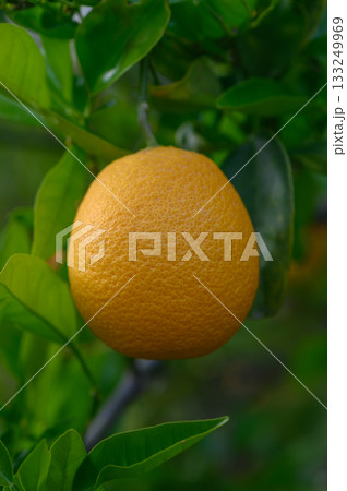 Ripening orange hangs delicately from lush green foliage in a vibrant orchard on a sunny afternoon, ready for harvest 133249969