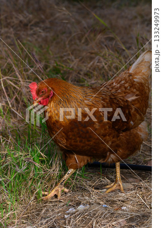 Brown hen foraging in the grass under the warm sunlight of a peaceful countryside morning Brown hen foraging in the grass under the warm sunlight of a peaceful countryside morning 133249973