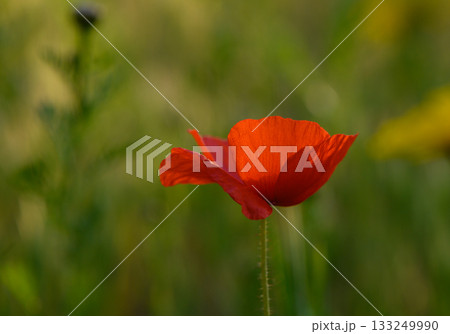 Vibrant red poppy stands tall amidst a lush green field during a sunny day 133249990