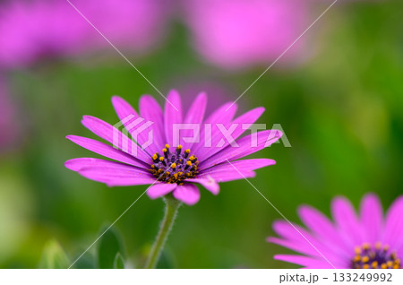 Beautiful purple flowers bloom brightly in a vibrant garden during the warm afternoon sun of springtime 133249992
