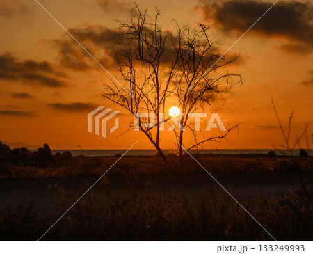 Sunset over the ocean with a solitary tree silhouetted against the vibrant sky Sunset over the ocean with a solitary tree silhouetted against the vibrant sky 133249993