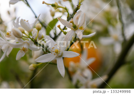 Delicate white blossoms bloom vibrantly on branches under a warm sun during springtime in a tranquil garden scene 133249998