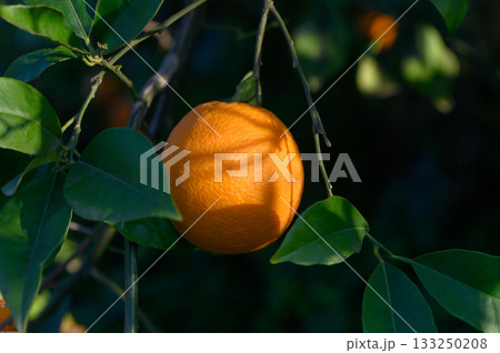 Vibrant orange fruit hanging from leafy branch in a sunlit grove at golden hour 133250208