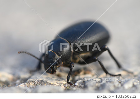 Macro photo of a shiny Timarcha beetle resting on a green leaf. Detailed view of this ground-dwelling insect. 133250212